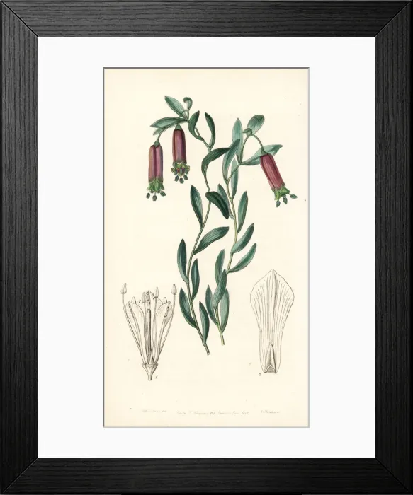 Framed Print : Bomarea dulcis Framed Print : Bomarea dulcis