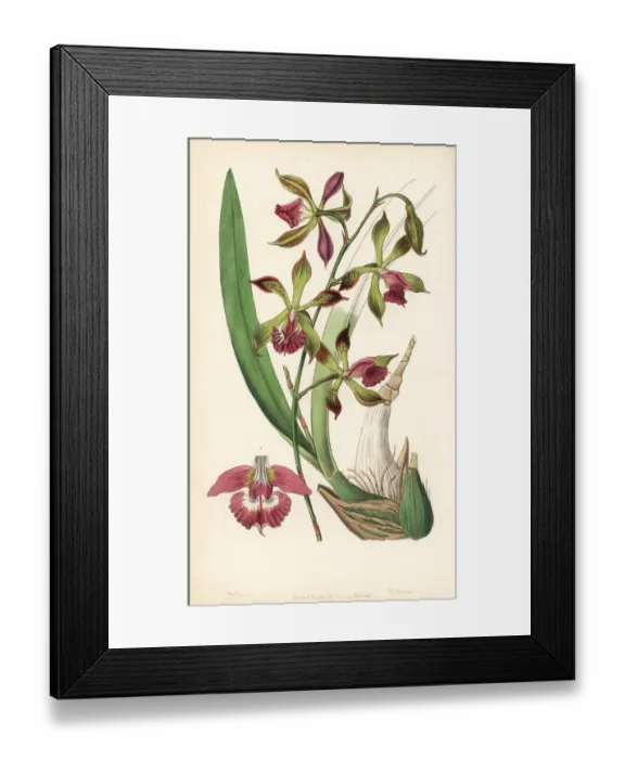 Framed Print : Encyclia plicata orchid