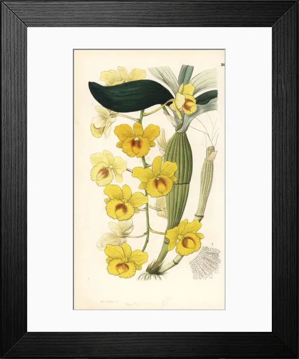 Framed Print : Golden-arch dendrobium, Dendrobium chrysotoxum Framed Print : Golden-arch dendrobium, Dendrobium chrysotoxum
