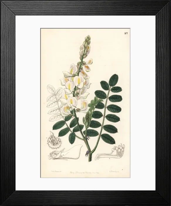 Framed Print : Ray-fruited saintfoin, Onobrychis radiata Framed Print : Ray-fruited saintfoin, Onobrychis radiata