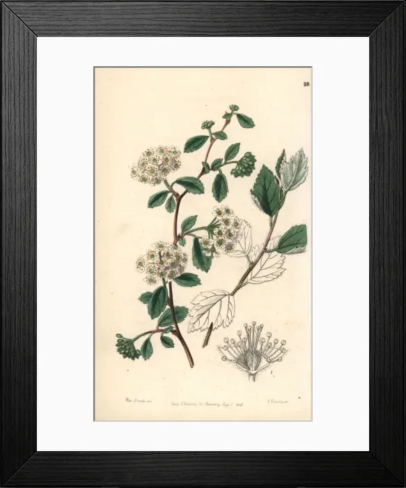 Framed Print : Downy spiraea, Spiraea pubescens Framed Print : Downy spiraea, Spiraea pubescens