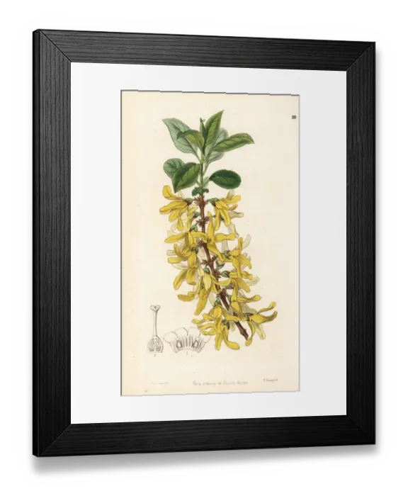 Framed Print : Dark green forsythia, Forsythia viridissima Framed Print : Dark green forsythia, Forsythia viridissima