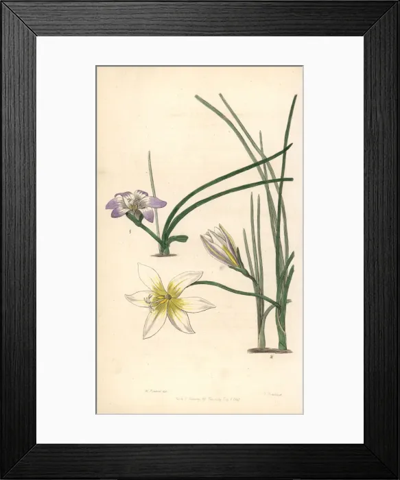 Framed Print : Romulea bulbocodium Framed Print : Romulea bulbocodium