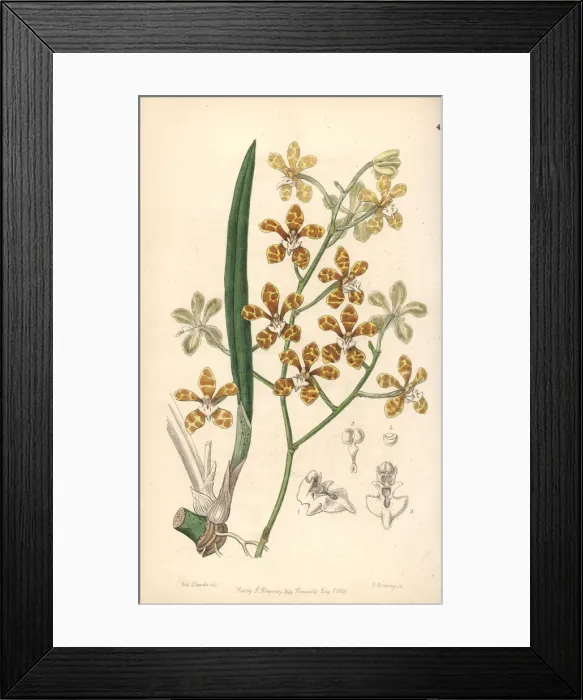 Framed Print : Staurochilus ionosmus orchid Framed Print : Staurochilus ionosmus orchid