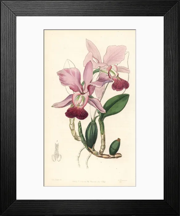 Framed Print : Walkers cattleya orchid, Cattleya walkeriana Framed Print : Walkers cattleya orchid, Cattleya walkeriana