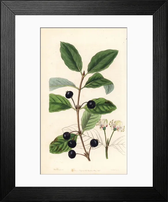 Framed Print : Stained fly honeysuckle, Lonicera discolor Framed Print : Stained fly honeysuckle, Lonicera discolor