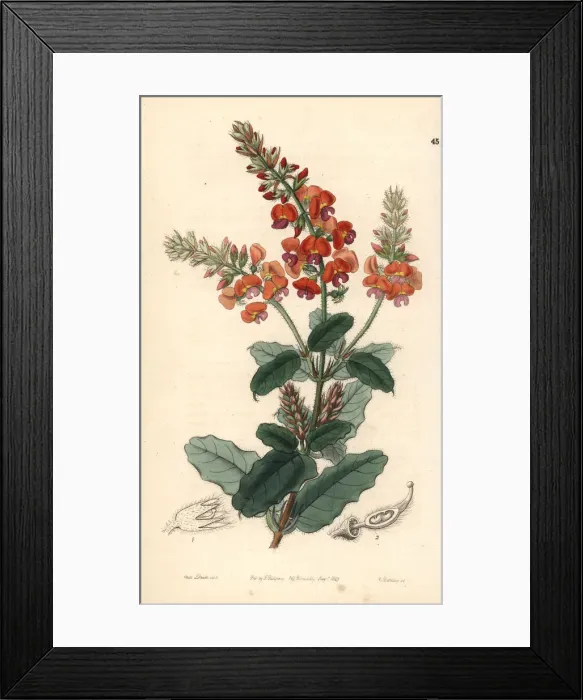 Framed Print : Crinkle-leaf poison, Gastrolobium villosum Framed Print : Crinkle-leaf poison, Gastrolobium villosum