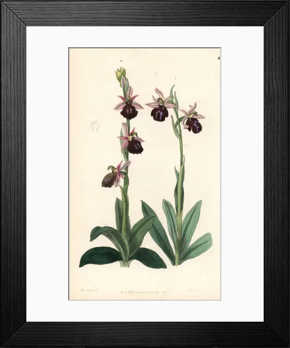 Framed Print : Greek orchids Framed Print : Greek orchids
