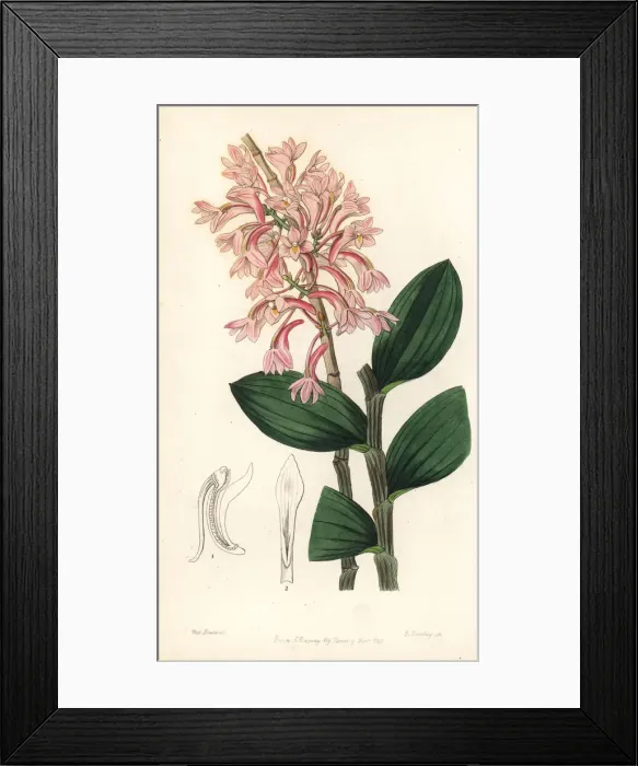 Framed Print : Hasselts dendrobium orchid, Dendrobium hasseltii Framed Print : Hasselts dendrobium orchid, Dendrobium hasseltii