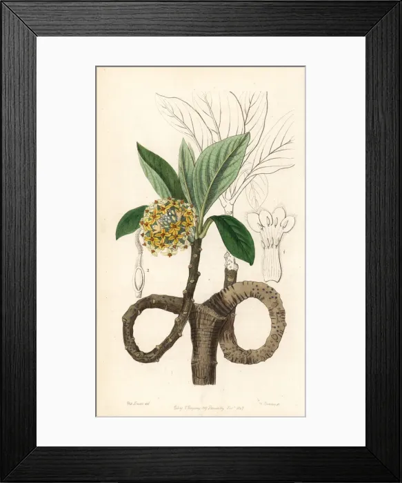 Framed Print : Oriental paperbush, Edgeworthia tomentosa Framed Print : Oriental paperbush, Edgeworthia tomentosa