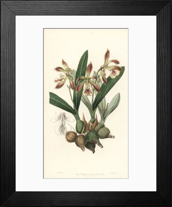 Framed Print : Pear-shaped encyclia orchid, Encyclia pyriformis