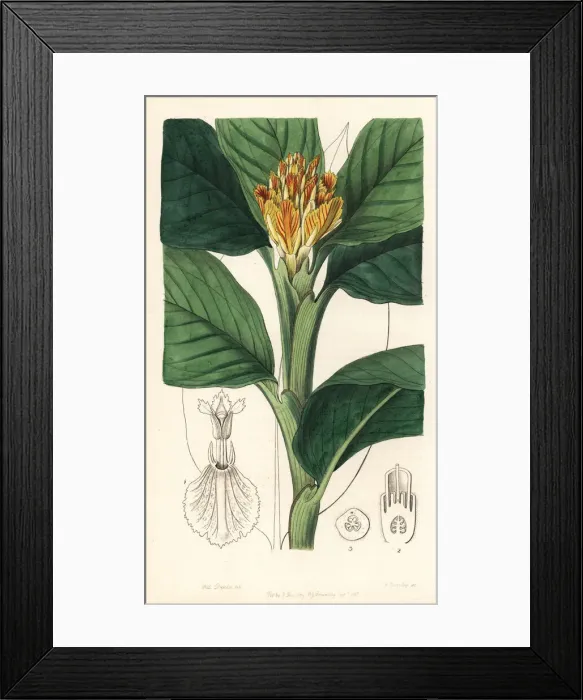 Framed Print : Ginger lily, Alpinia vitellina Framed Print : Ginger lily, Alpinia vitellina