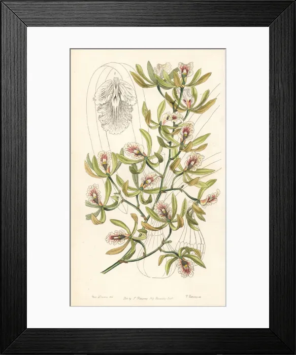 Framed Print : Ambiguous encyclia orchid, Encyclia ambigua Framed Print : Ambiguous encyclia orchid, Encyclia ambigua