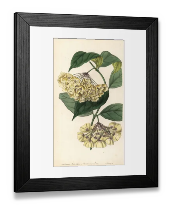 Framed Print : Bell-flowered hoya, Hoya campanulata Framed Print : Bell-flowered hoya, Hoya campanulata