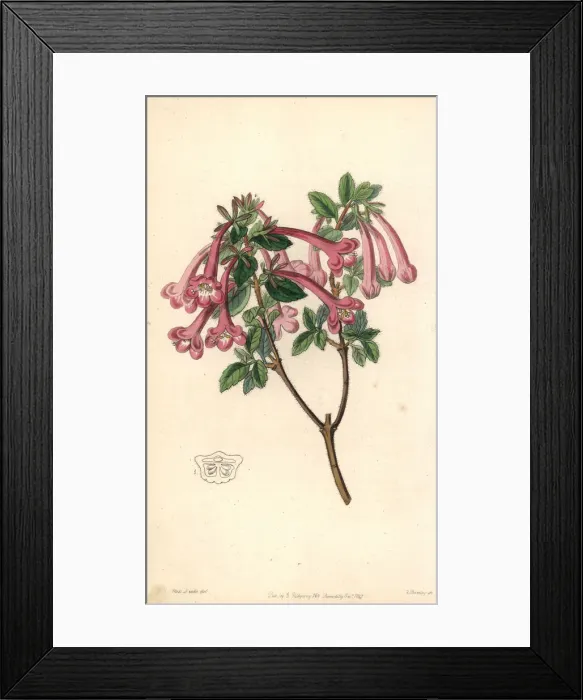 Framed Print : Vesalea floribunda Framed Print : Vesalea floribunda