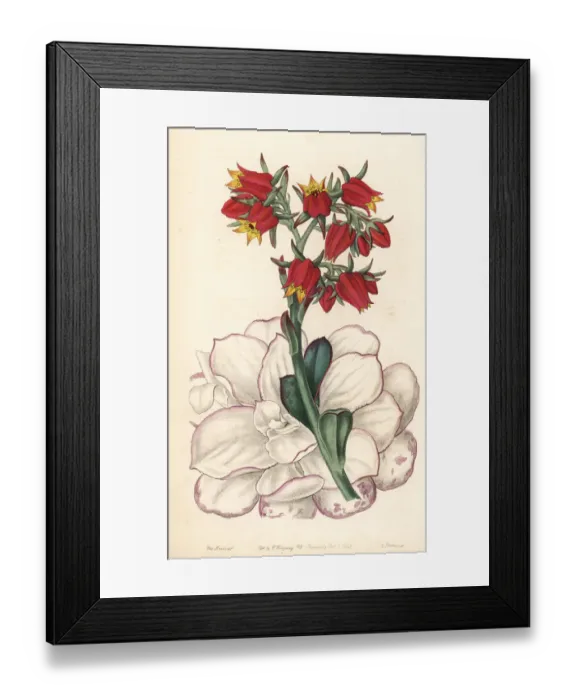 Framed Print : Echeveria fulgens Framed Print : Echeveria fulgens