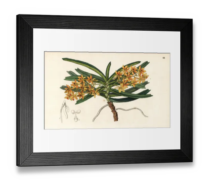 Framed Print : Rust-red ascocentrum orchid, Ascocentrum miniatum Framed Print : Rust-red ascocentrum orchid, Ascocentrum miniatum