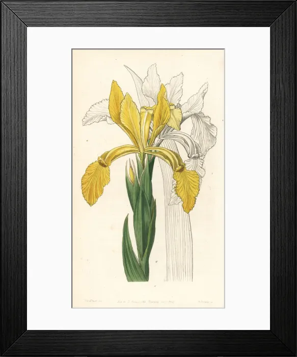 Framed Print : Golden flag, Iris crocea Framed Print : Golden flag, Iris crocea