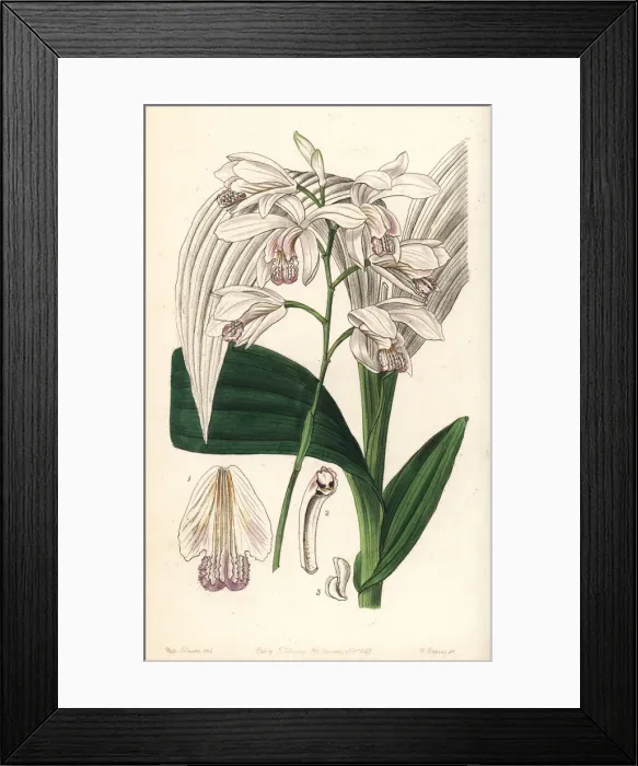 Framed Print : Hyacinth orchid, Bletilla striata Framed Print : Hyacinth orchid, Bletilla striata