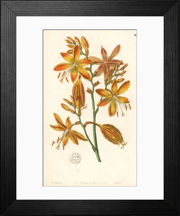 Framed Print : Falling stars, Crocosmia aurea Framed Print : Falling stars, Crocosmia aurea