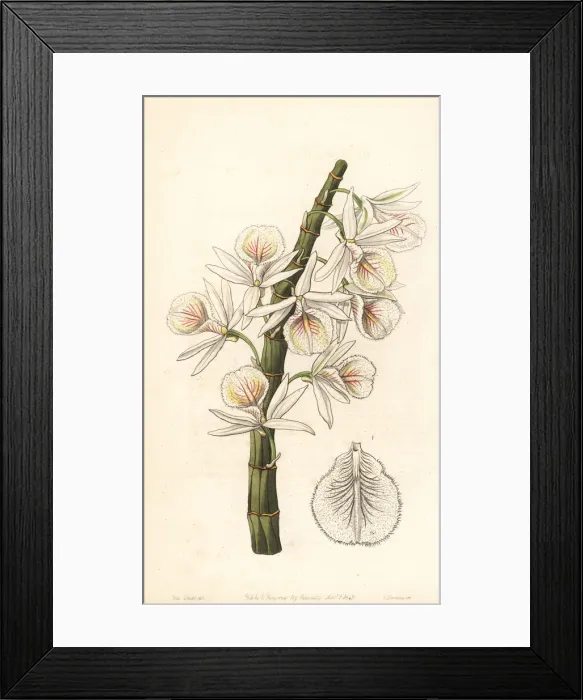 Framed Print : Many-flowered dendrobium orchid, Dendrobium polyanthum Framed Print : Many-flowered dendrobium orchid, Dendrobium polyanthum