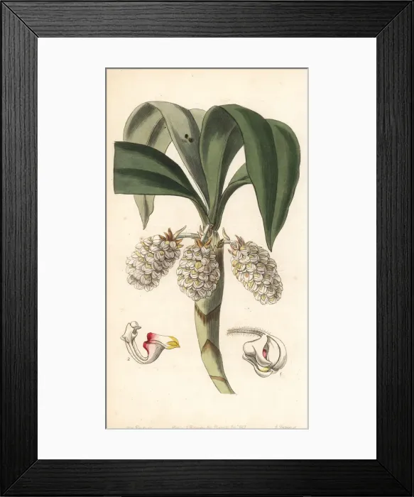 Framed Print : Pinalia spicata orchid Framed Print : Pinalia spicata orchid