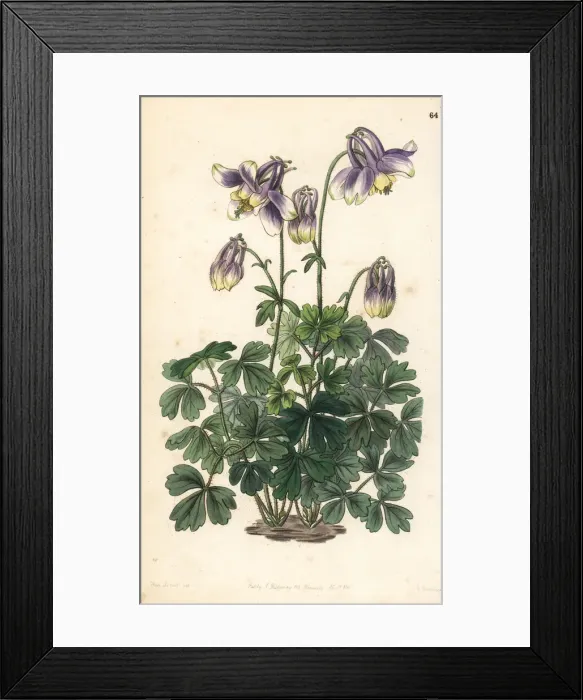 Framed Print : Slender-horned columbine, Aquilegia leptoceras Framed Print : Slender-horned columbine, Aquilegia leptoceras
