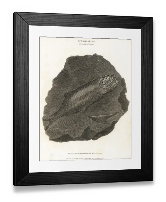 Framed Print : Fossils of extinct fish Framed Print : Fossils of extinct fish