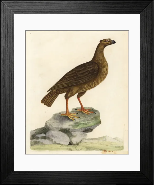 Framed Print : Griffon vulture, Gyps fulvus Framed Print : Griffon vulture, Gyps fulvus