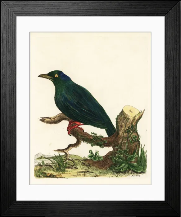 Framed Print : Mexican grackle, Quiscalus mexicanus Framed Print : Mexican grackle, Quiscalus mexicanus