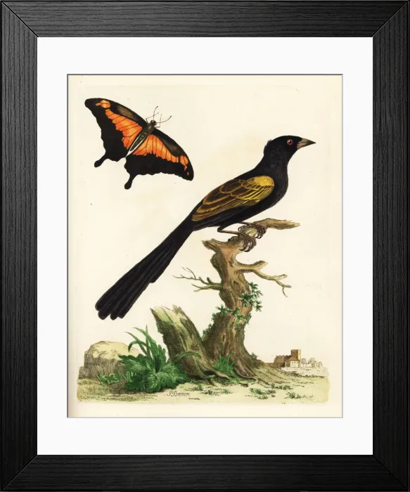 Framed Print : Yellow-shouldered oriole, Icterus pyrrhopterus Framed Print : Yellow-shouldered oriole, Icterus pyrrhopterus