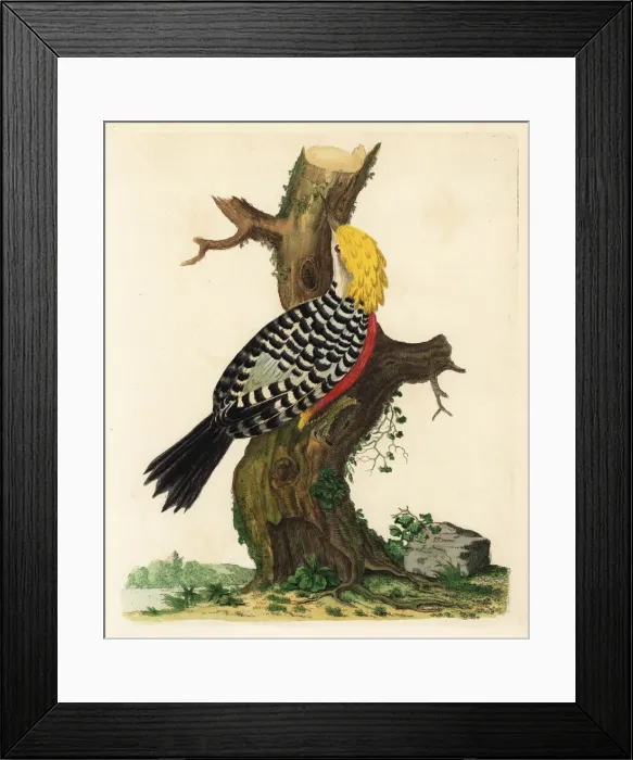 Framed Print : Blond-crested woodpecker, Celeus flavescens Framed Print : Blond-crested woodpecker, Celeus flavescens