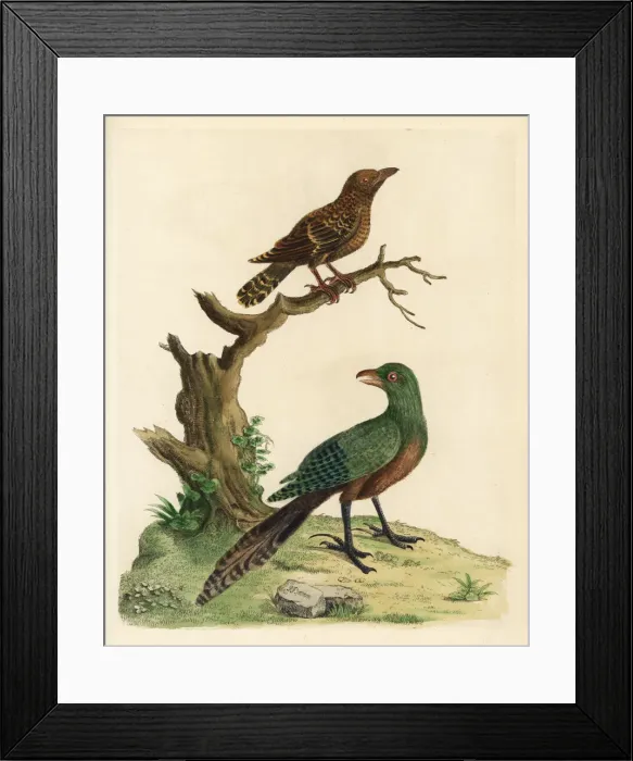 Framed Print : Lesser coucal and Asian emerald cuckoo Framed Print : Lesser coucal and Asian emerald cuckoo