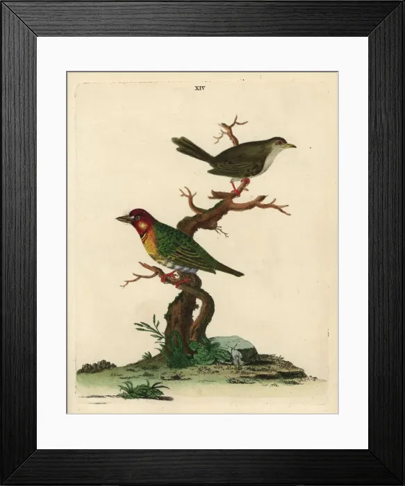 Framed Print : Crimson-throated barbet and unknown warbler Framed Print : Crimson-throated barbet and unknown warbler