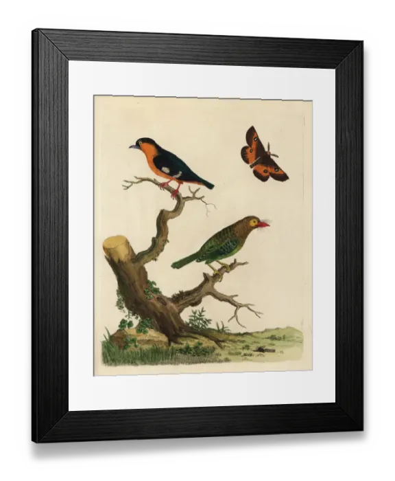 Framed Print : Brown-headed barbet and common iora Framed Print : Brown-headed barbet and common iora