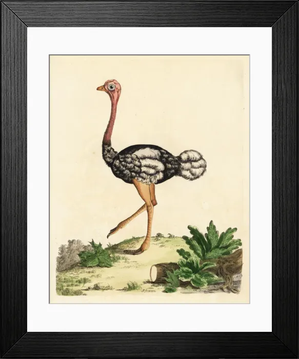 Framed Print : Southern ostrich, Struthio camelus australis Framed Print : Southern ostrich, Struthio camelus australis