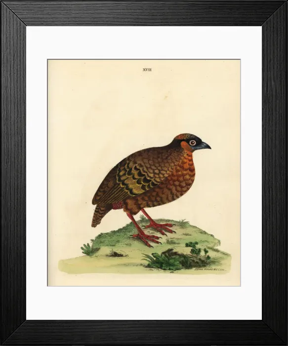 Framed Print : Chestnut-bellied partridge, Arborophila javanica Framed Print : Chestnut-bellied partridge, Arborophila javanica
