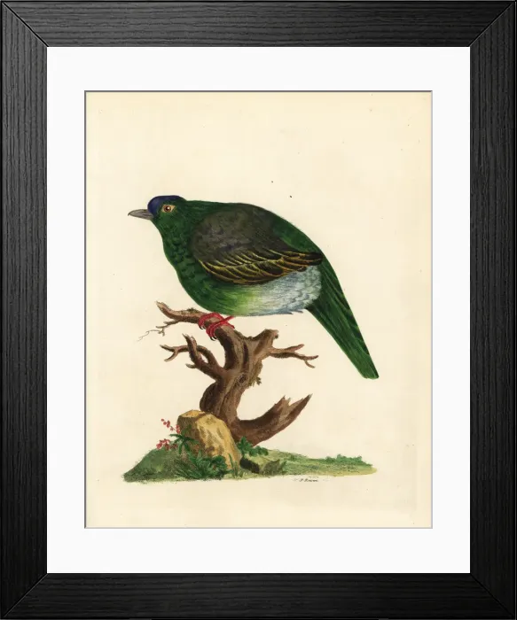 Framed Print : Sri Lanka green pigeon, Treron pompadora Framed Print : Sri Lanka green pigeon, Treron pompadora