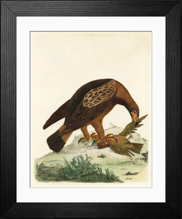 Framed Print : Golden eagle, Aquila chrysaetos, and fire Framed Print : Golden eagle, Aquila chrysaetos, and fire