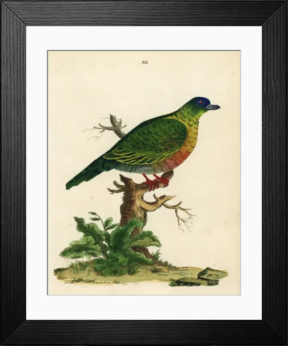Framed Print : Sri Lanka green pigeon, Treron pompadora Framed Print : Sri Lanka green pigeon, Treron pompadora