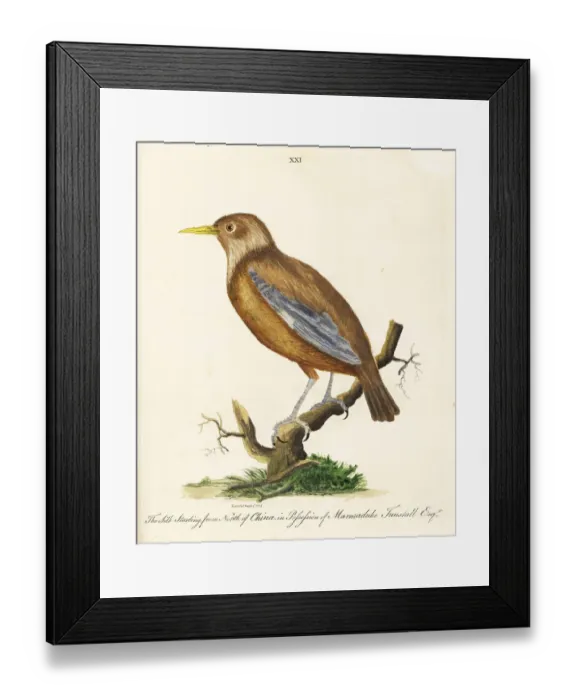 Framed Print : Red-billed starling, Sturnus sericeus Framed Print : Red-billed starling, Sturnus sericeus