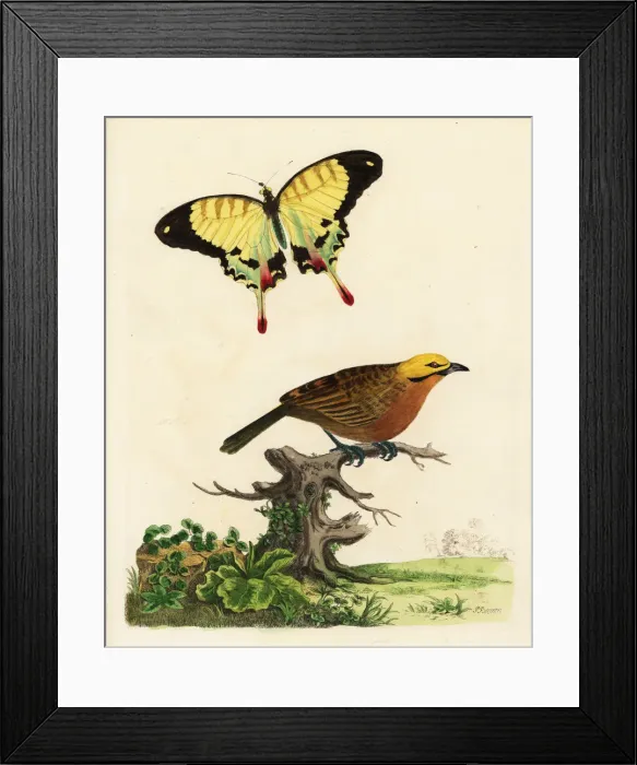 Framed Print : Straw-headed bulbul, Pycnonotus zeylanicus Framed Print : Straw-headed bulbul, Pycnonotus zeylanicus