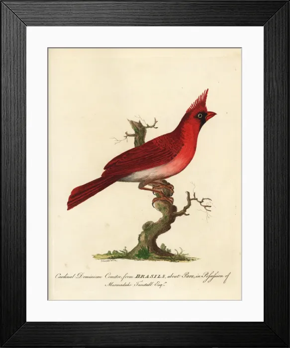Framed Print : Long-crested northern cardinal, Cardinalis Framed Print : Long-crested northern cardinal, Cardinalis