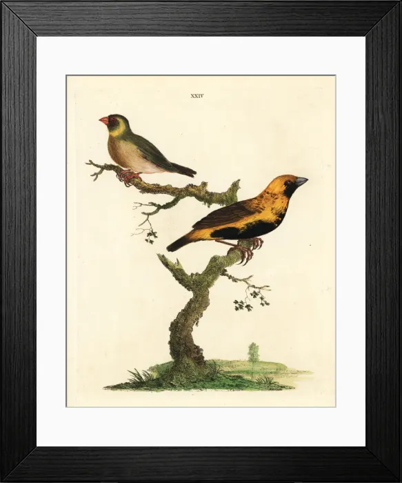 Framed Print : Cuban grassquit, Tiaris canorus, and unknown Framed Print : Cuban grassquit, Tiaris canorus, and unknown