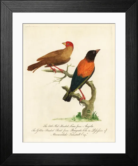 Framed Print : Golden-backed bishop, Euplectes aureus Framed Print : Golden-backed bishop, Euplectes aureus
