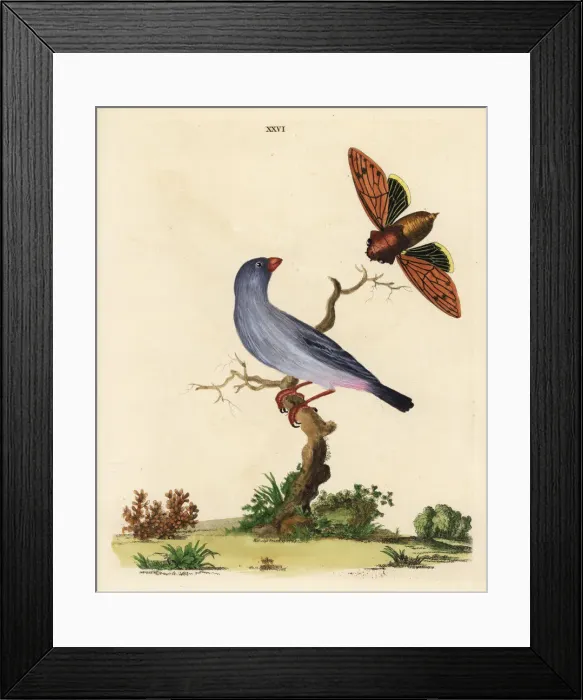 Framed Print : Jamaican euphonia, Euphonia jamaica Framed Print : Jamaican euphonia, Euphonia jamaica
