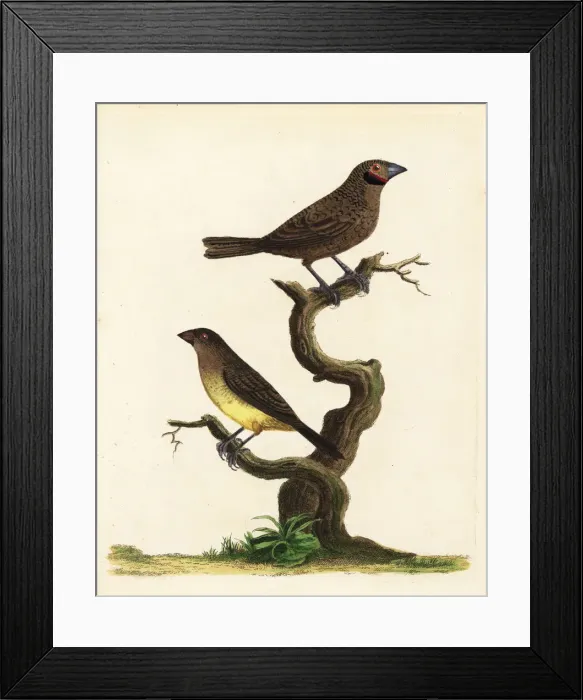 Framed Print : Cut-throat finch and African silverbill Framed Print : Cut-throat finch and African silverbill