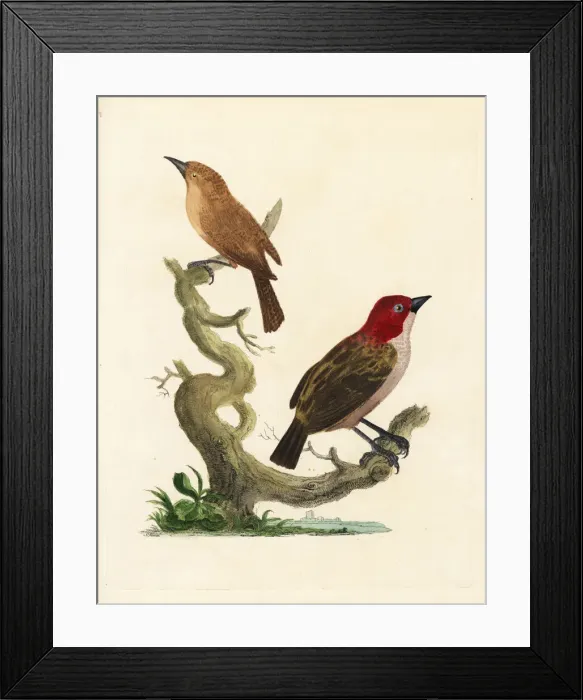 Framed Print : Red-headed finch and brown warbler Framed Print : Red-headed finch and brown warbler