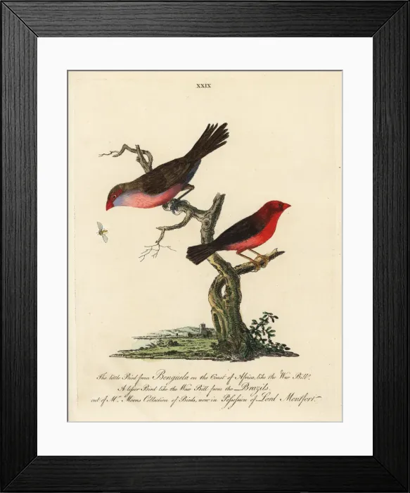 Framed Print : Unknown South African waxbill and Brazilian Framed Print : Unknown South African waxbill and Brazilian