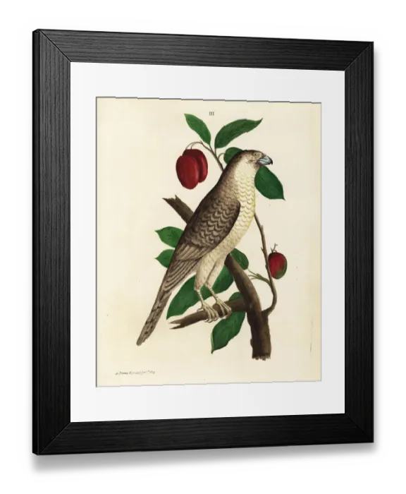 Framed Print : Brown hawk-owl on a mango tree
